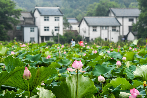 信陽市郝堂村的荷花競相開放(8月8日攝).