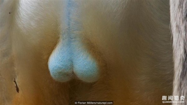 辣眼睛!动物的丁丁什么样?看完彻底惊呆了 辣眼睛!动物的丁丁什么样?看完彻底惊呆了