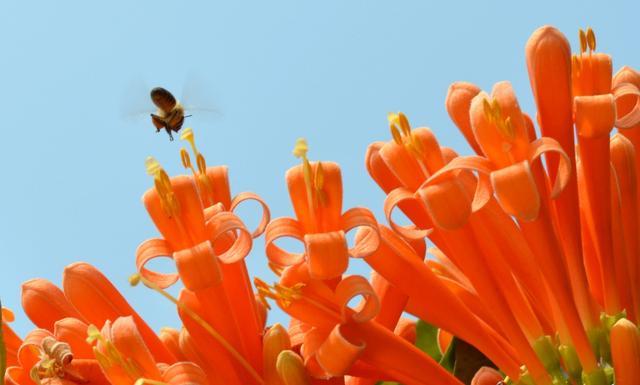 3,治血小板减少症:黄鳝藤,疑吴根,埔盐根,金英根各30克,水煎服.