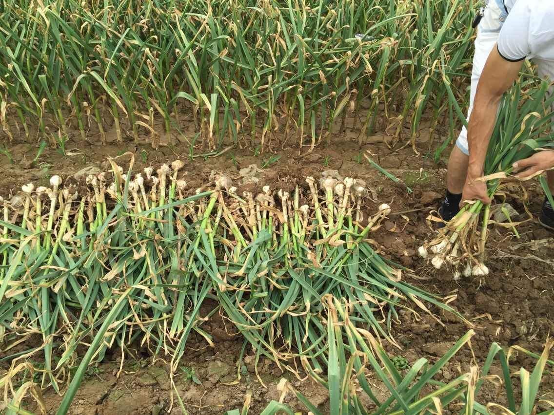 蒜苔谁抽谁要,大蒜上市能卖几毛?