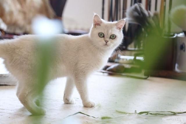 举报娱乐圈偷漏税材料 崔永元称将交国税等部