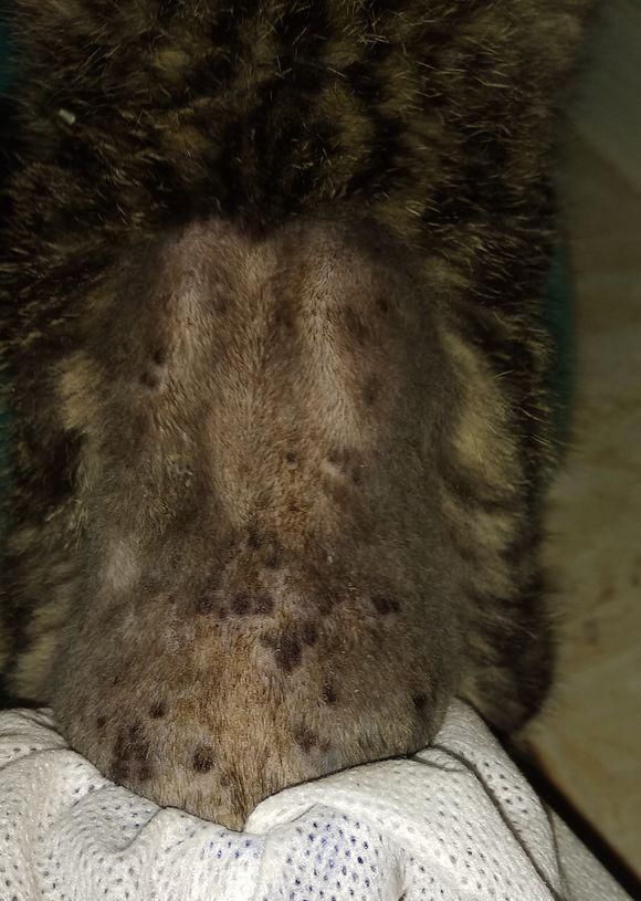 产后身体身体出鸡皮疙瘩(产后身体身体出鸡皮疙瘩怎么回事) 产后身体身体出鸡皮疙瘩(产后身体身体出鸡皮疙瘩怎么回事)