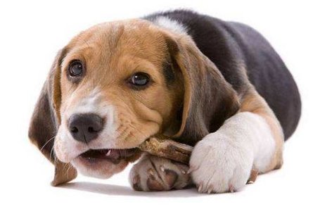 2018年属狗男宝宝名字怎么取?取名也需考虑生