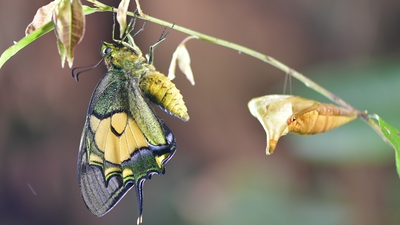 野外首次记录!60秒看“蝶中皇后”金斑喙凤蝶脱壳羽化全过程 野外首次记录!60秒看“蝶中皇后”金斑喙凤蝶脱壳羽化全过程