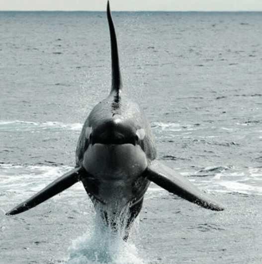 这种史前怪物如果出现在如今的地球上,没有哪种生物敢跟它比拼