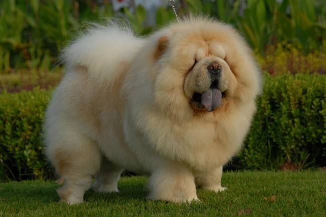 12生肖适合养什么样的狗,虎生肖是藏獒,你的是哪个?