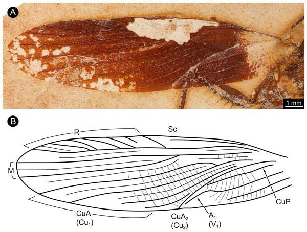 这里发现罕见的螳螂化石,距今1.1亿年与现在螳螂有区别