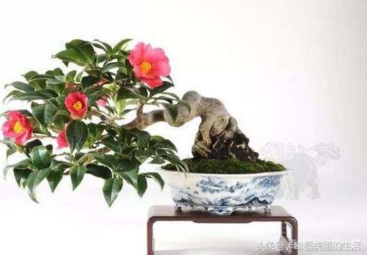 茶梅盆景的制作与养护方法有哪些