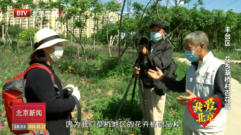 我爱北京丨草桥百花园 月季吐芬芳 我爱北京丨草桥百花园 月季吐芬芳