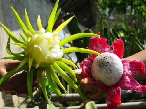 现代化农业,南果北种 高效益的室温火龙果 !