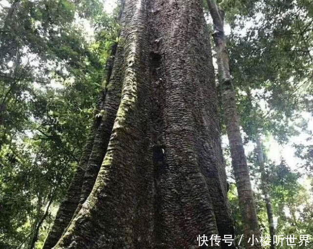 中国商人非洲收破烂,回国加工一块卖到80万,这