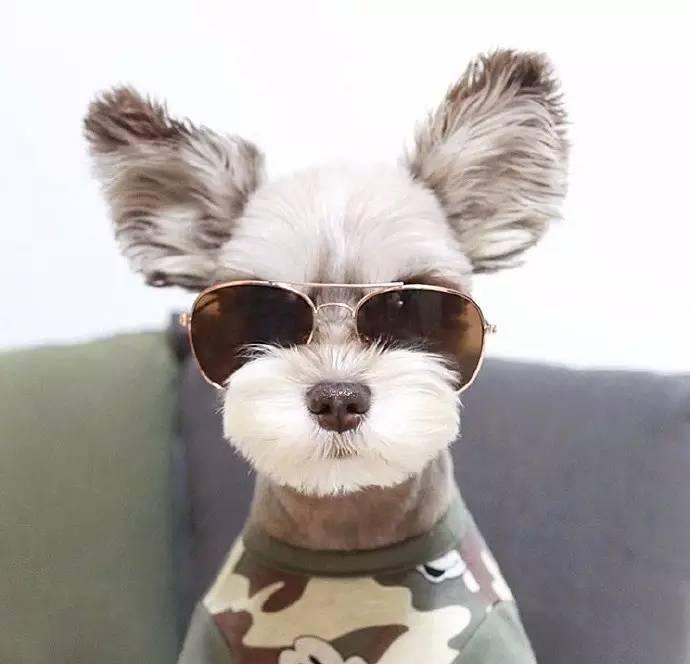 网红雪纳瑞,萌萌的飞机耳实在太可爱了!