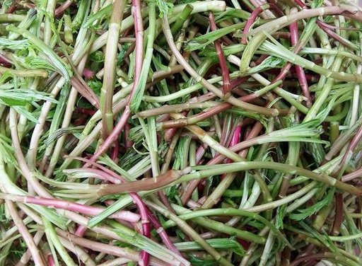 这种野菜就是藜蒿,一般野生的长在湖泊草滩岸边附近.