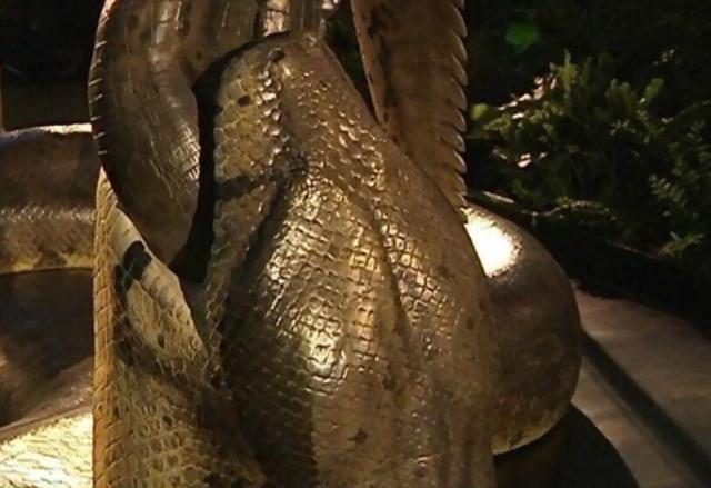 探索史前泰坦巨蟒:身长可达15米重1吨 探索史前泰坦巨蟒:身长可达15米重1吨