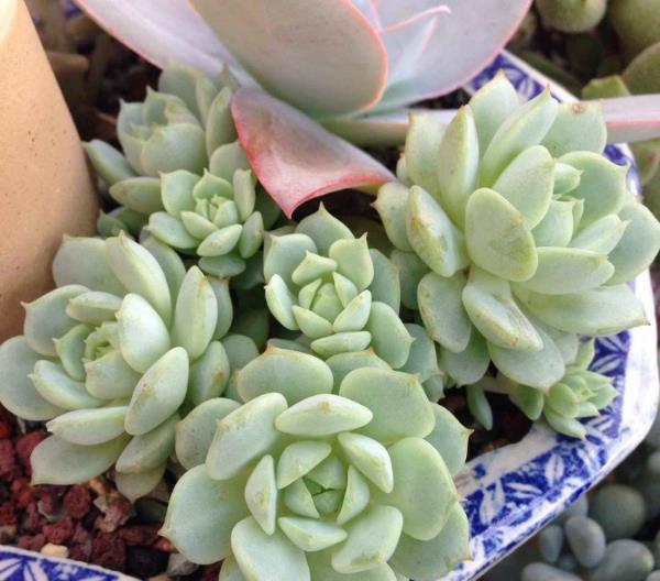 多肉植物怎么叶插才能成活 t016f8a744f0404bb2c.jpg?size=600x528+alt=+title=+id=+style=max-width:+100%;+display:+block;+clear:+both;+margin:+0px+auto;