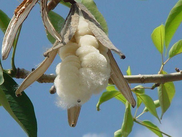中国到明朝才开始大规模种植棉花, 之前的古人冬天怎么过?