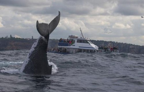 罕见!澳座头鲸水中炫倒立特技引游客围观