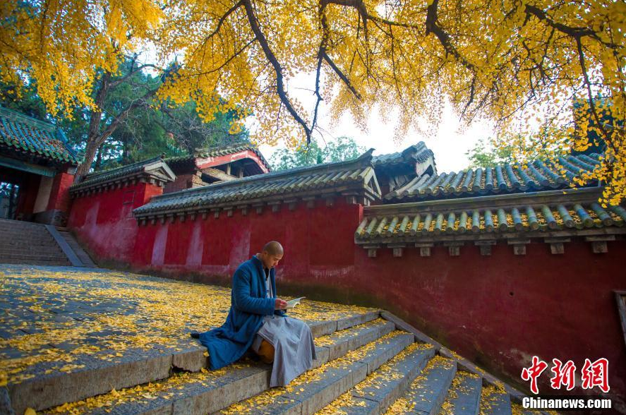 已入深秋，河南登封少林寺内的几棵千年银杏古树叶子已经全部金黄，进入一年中最美的时节。秋风中，随风飞舞的扇形银杏叶如金色蝴蝶，零落飘散在少林寺内的甬道和莲阶之上，与素衣僧人、古朴的寺庙建筑相得益彰，令禅宗祖庭少林寺禅意愈浓，甚是唯美。