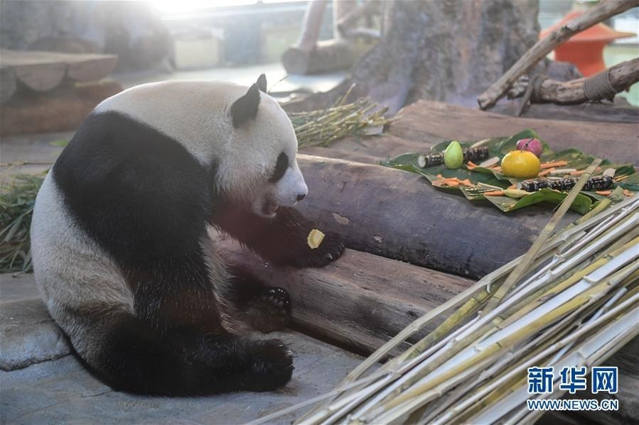 1月23日，大熊猫“贡贡”在吃“饺子”。