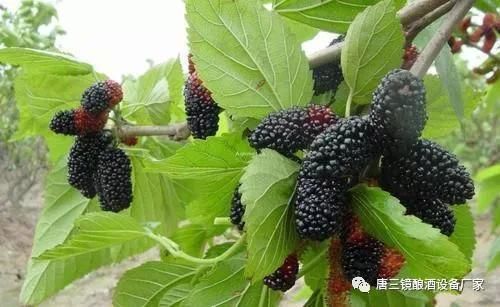 白酒泡桑葚酒的功效与作用