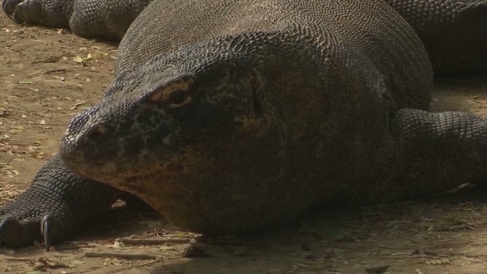 濒危物种红色名录更新 科莫多巨蜥列入濒危