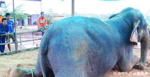 母象痛苦分娩了3天,饲养员想要帮忙,却被它一