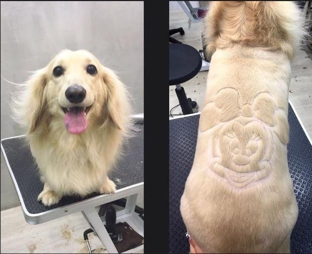 给狗子剃毛可以,不过这造型是不是过分了?回头率应该很高