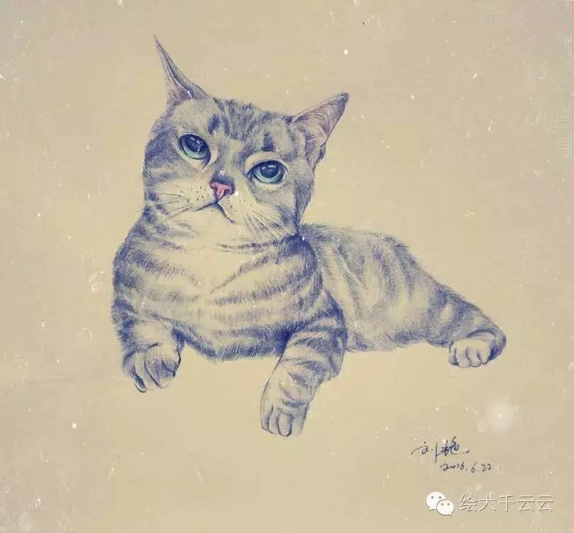 美国短毛猫(萌系手绘系列)