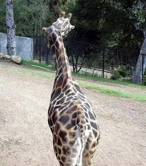 长颈鹿脖子出现"神转折",工作人员称天生就是歪的!