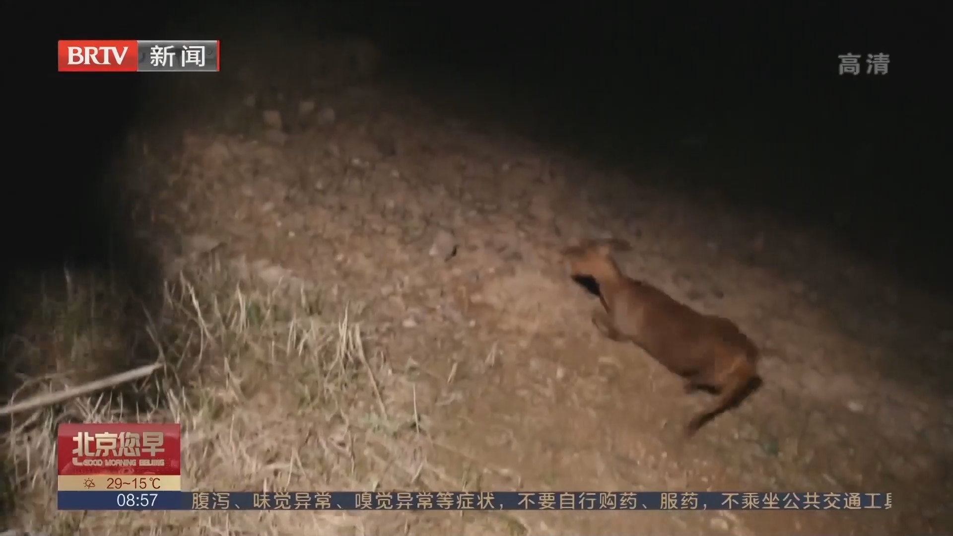 浙江仙居：野生黄麂现身城区 连夜救治放归自然