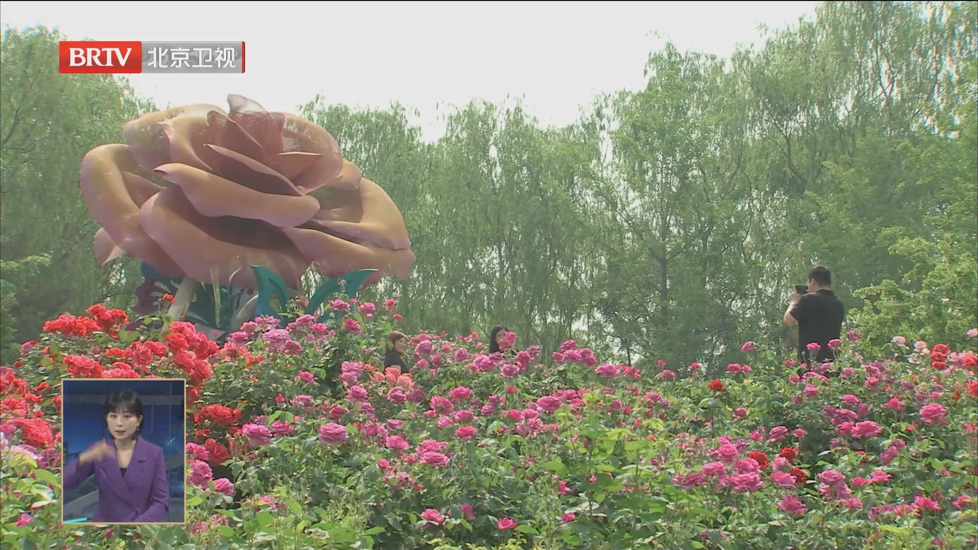 2023北京月季文化节开幕 市花月季入驻国家级示范区 2023北京月季文化节开幕 市花月季入驻国家级示范区
