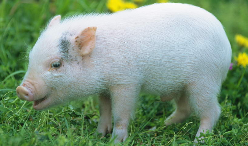 今夏五大生肖运势不顺(今年哪些生肖运气不好)