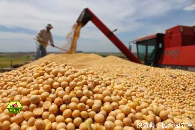 中美贸易战影响大豆进口,食用油和猪肉价格会