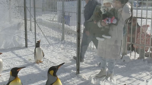 《北京新闻》20200101百万市民走出家门赏花戏雪 《北京新闻》20200101百万市民走出家门赏花戏雪