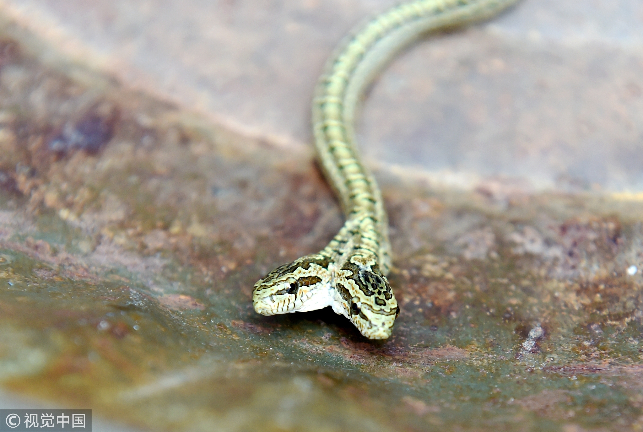 听说出现双头蛇，村民们都来看稀罕。有邻居说，以前村里也出现过双头蛇，但都是一个头有眼睛和嘴，另一个头没有，像一个肉疙瘩，这条小蛇竟然有四只眼睛、两张嘴。