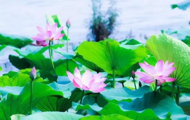 两天一夜,带你打卡抖音网红济南