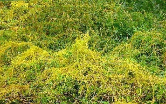 农村人以为它只是一种路边杂草,却不知它是治