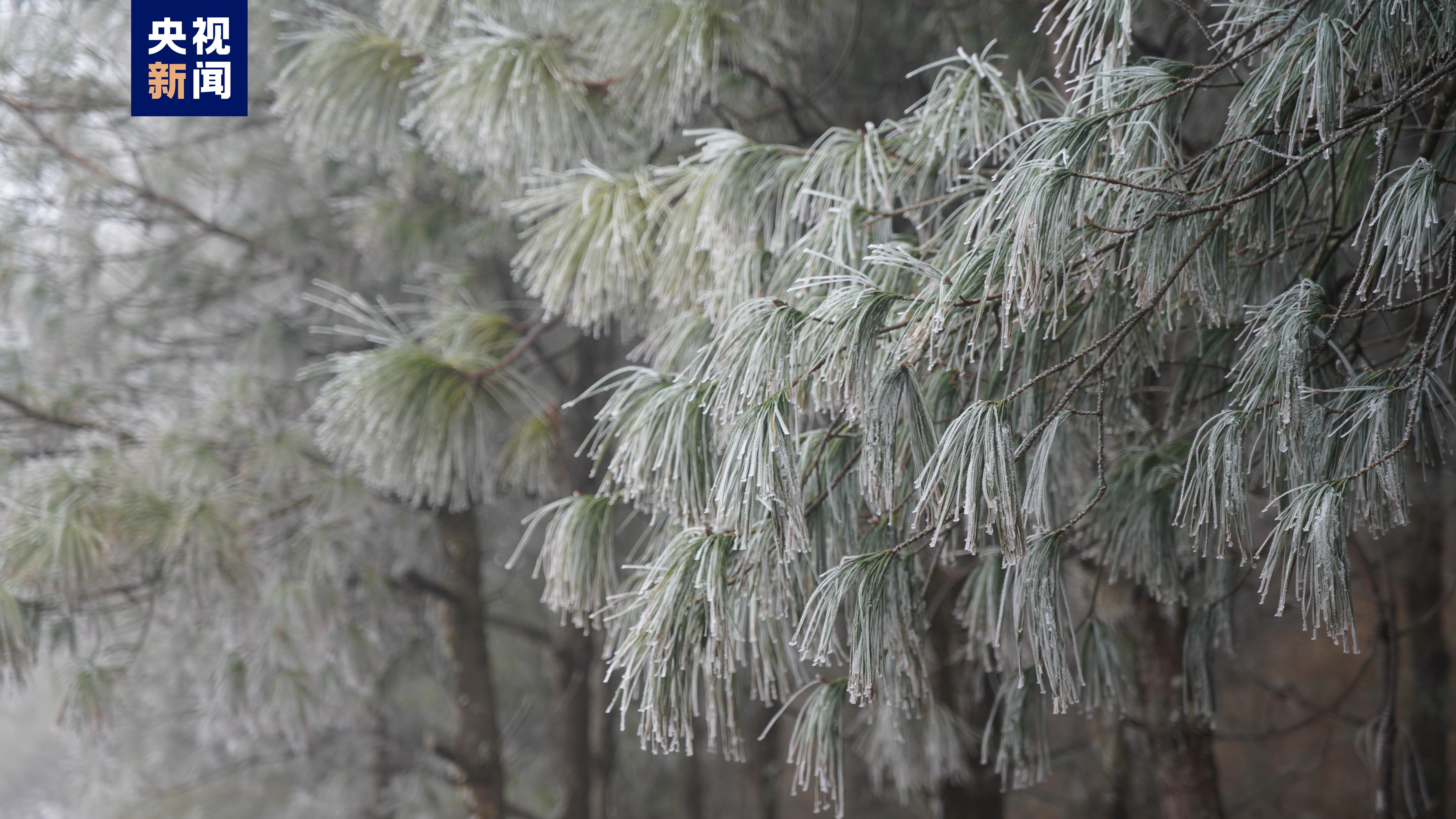 云海氤氲 玉树琼花 云南江川现雾凇奇观