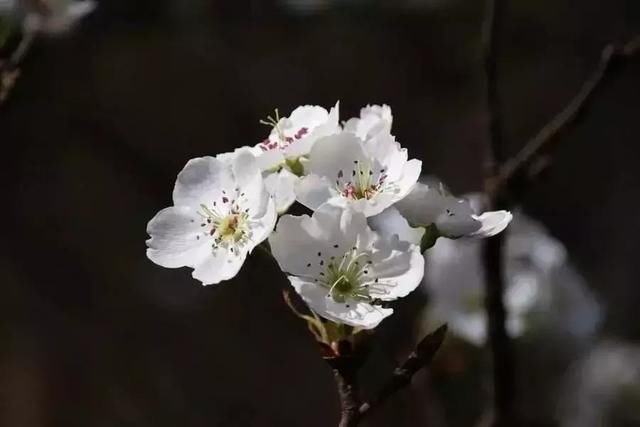 地址:永川区黄瓜山中华梨村 路线 长寿区洪湖镇—万亩高山梨花