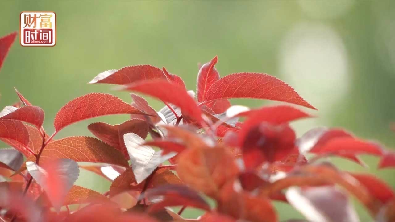 超级假期将至，不出北京市区畅游花海打卡热门景点