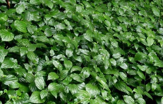 农村的一种植物能治疗牙疼痔疮滋阴补血祛斑,