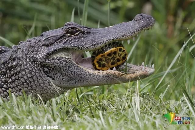 周末闲谈|独角兽基金成立,你对它了解多少?