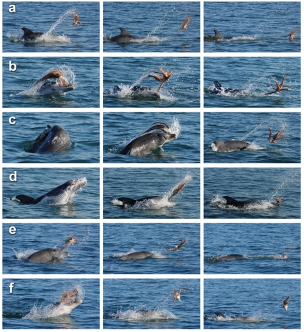 实拍:海豚捕食章鱼 首先暴力肢解