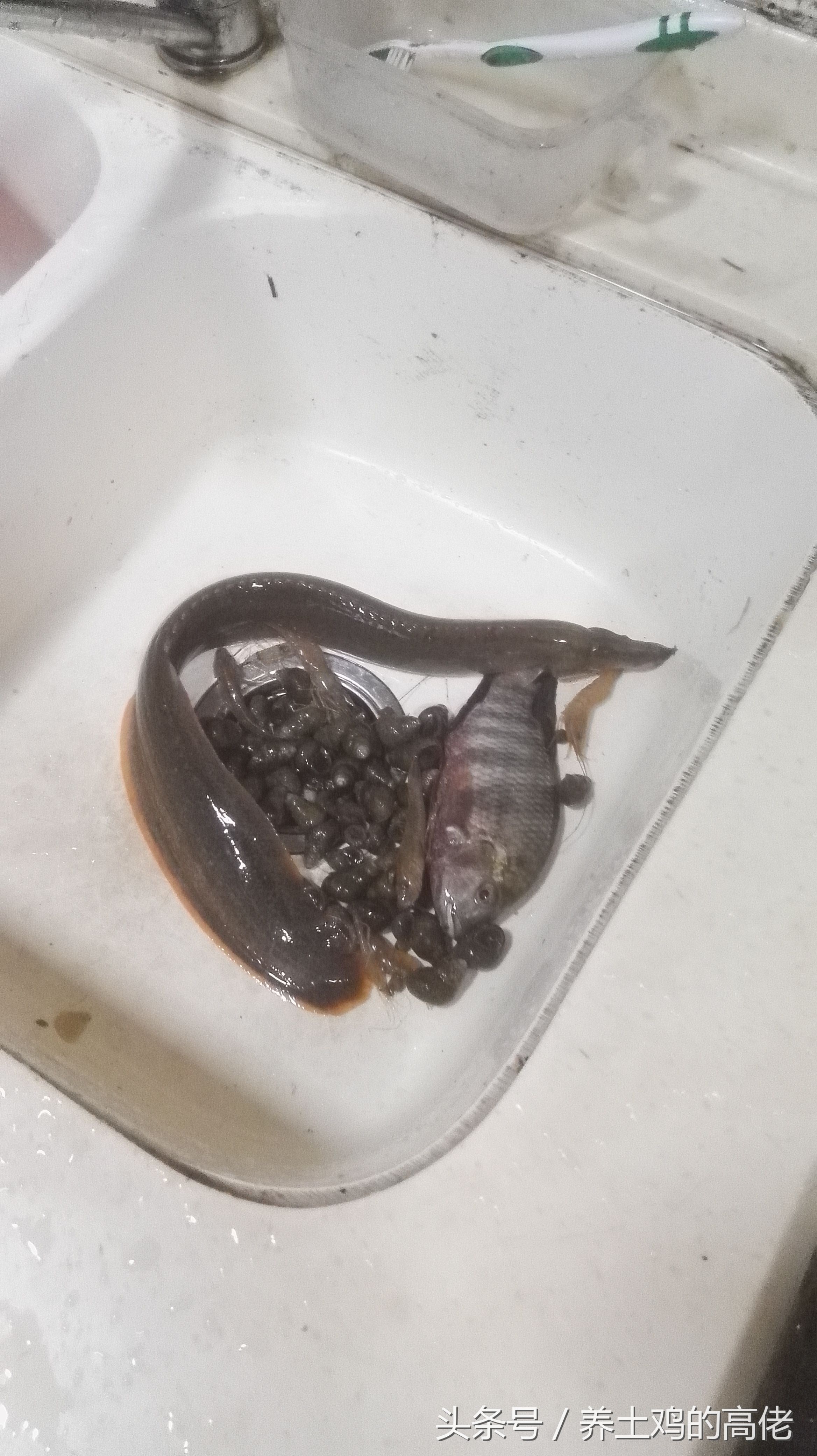 这种野生鱼叫刀鳅鱼,营养价值很高却很少有,城