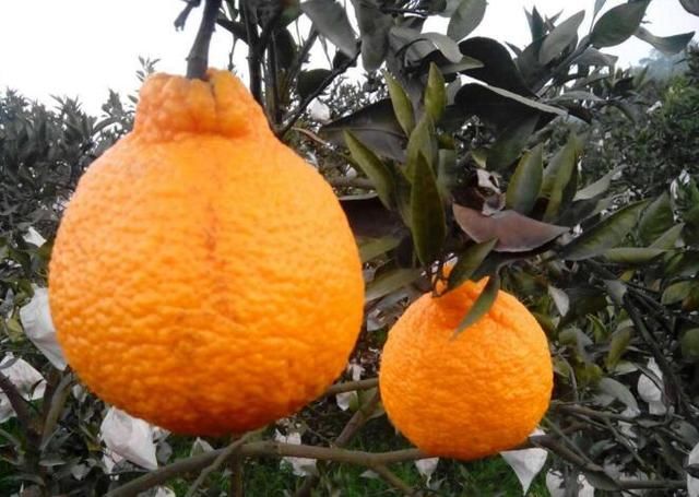 丑橘多少钱一斤?丑橘的食用有哪些禁忌事项?