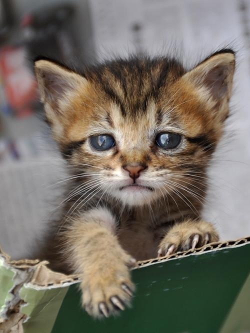 一流浪猫生崽，女孩主动去喂养它，可猫妈妈的行为却让人始料未及