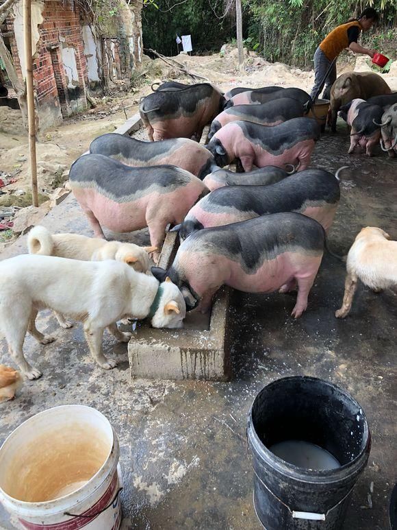 狗是人类的朋友,小到可以放牧,看家,大到可以缉毒,救命,对待人类的