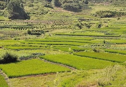 农村户主去世后,子女不能继承承包地?别被忽悠