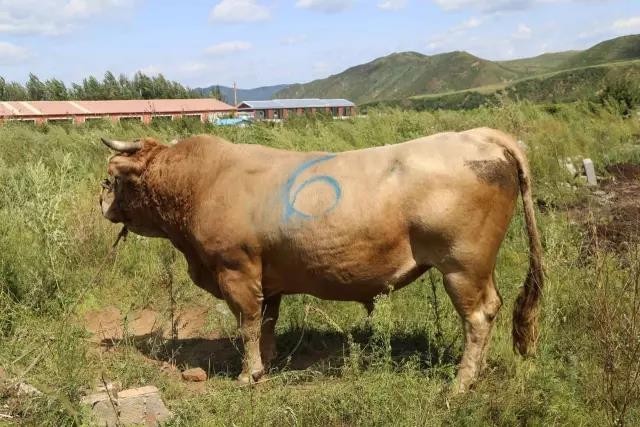 图们江畔牤牛争霸 斗牛场内押宝得奖