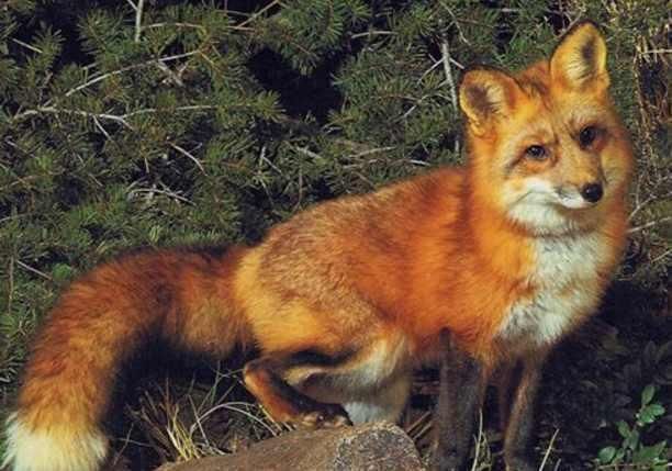 故事:她怀孕后总是梦到一只狐狸喊她娘,生出孩